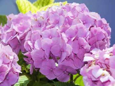 Mopheads (hydrangea macrophylla)