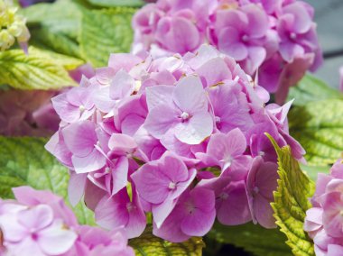 Mopheads (hydrangea macrophylla)