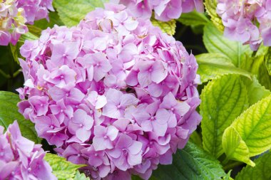 Mopheads (hydrangea macrophylla)