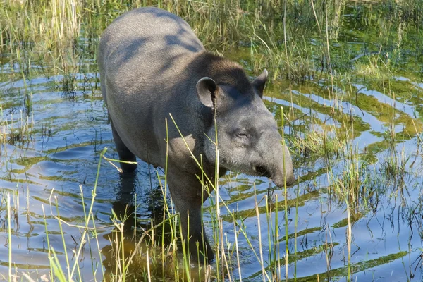 Lowland tapir (Felirus terros) ) — стоковое фото