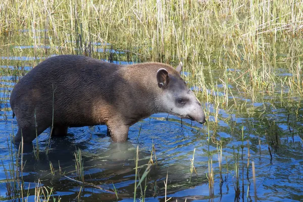 Низинні тапір (tapirus terrestris) — стокове фото