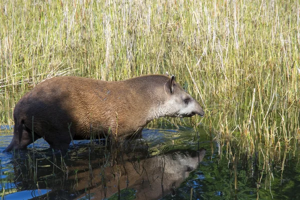 Lowland tapir (Tapirus terrestris) — Stock Photo, Image