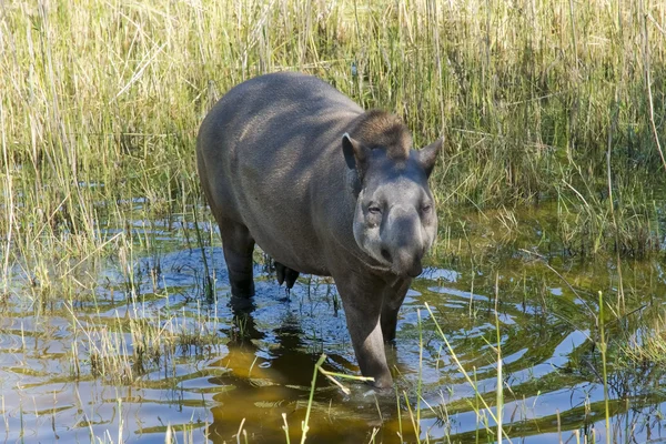 Lowland tapir (Felirus terros) ) — стоковое фото