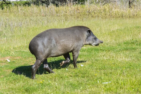 Lowland tapir (Tapirus terrestris) — Stock Photo, Image