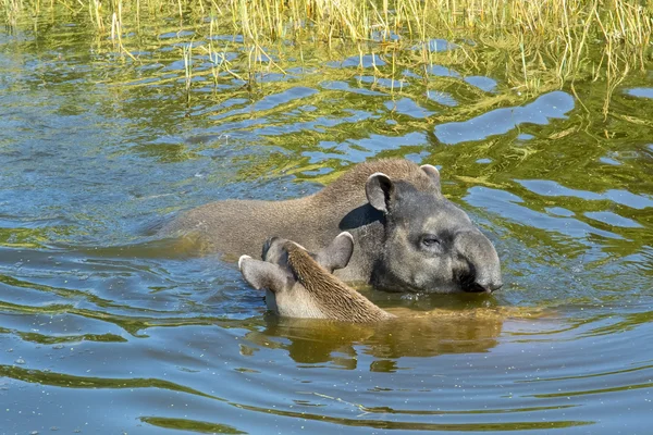 Tambor-da-planície (Tapirus terrestris ) — Fotografia de Stock