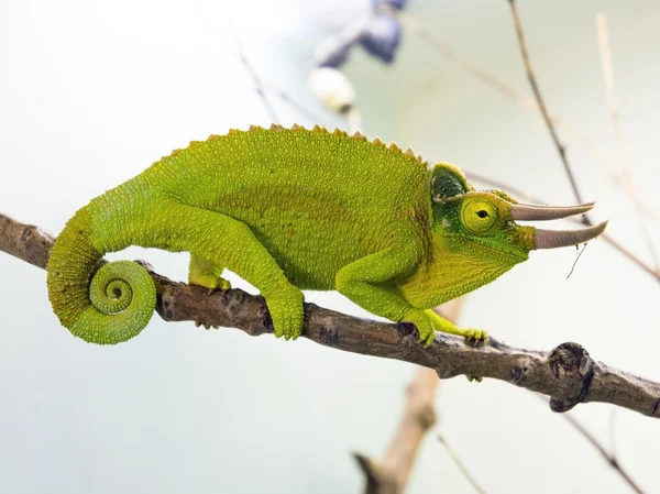 Üç boynuzlu bukalemun (bayağı jacksoni xantholophus) — Stok fotoğraf