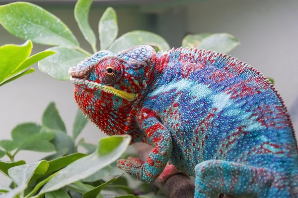 Пантера Хамелеон (furcifer pardalis ) — стоковое фото