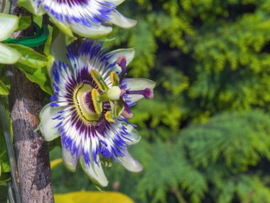 Mavi tutku çiçek (passiflora caerulea)