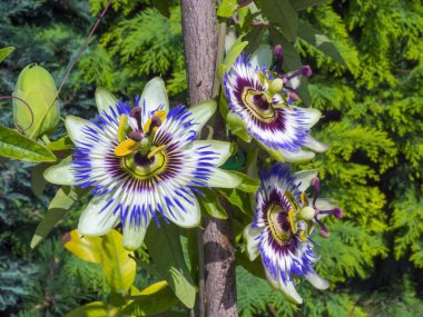 Mavi tutku çiçek (passiflora caerulea)