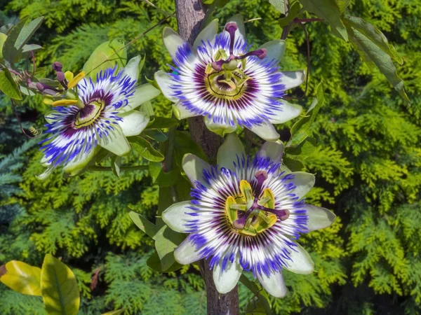 Mavi tutku çiçek (passiflora caerulea)