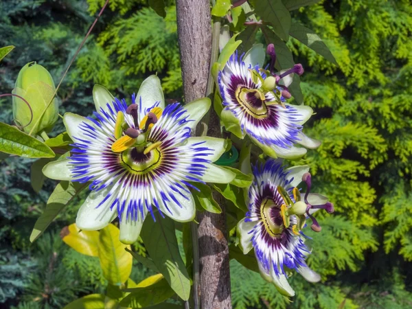 Mavi tutku çiçek (passiflora caerulea)