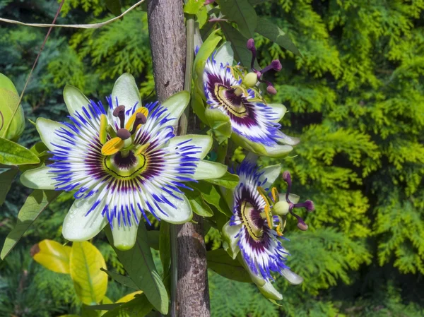Mavi tutku çiçek (passiflora caerulea)