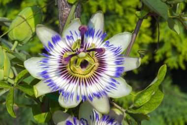 Mavi tutku çiçek (passiflora caerulea)