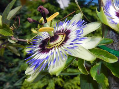 Mavi tutku çiçek (passiflora caerulea)