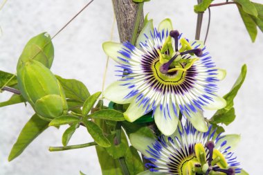 Mavi tutku çiçek (passiflora caerulea)