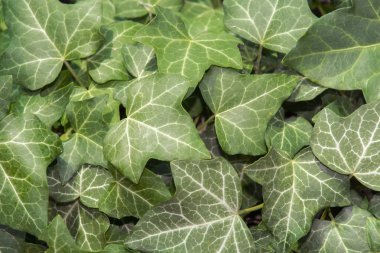 Ivy (Hedera helix)