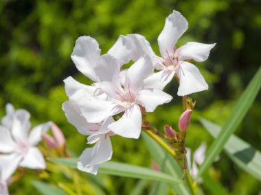 zakkum (nerium oleander) 