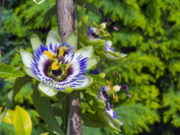 Fiore Passione Blu (Passiflora caerulea ) — Foto Stock