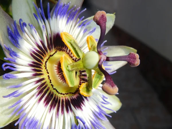 푸른 열정 꽃 (시계 꽃) — 스톡 사진