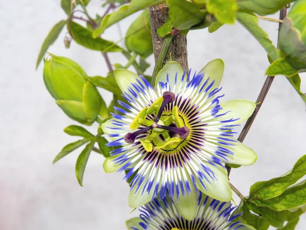 Kwiat niebieski pasja (passiflora caerulea) — Zdjęcie stockowe