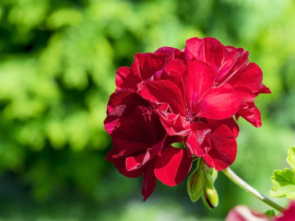 Pelargonia — Zdjęcie stockowe