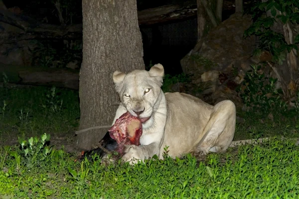 Lionne blanche (Panthera leo krugeri) la nuit — Photo