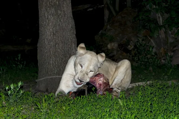 Leonessa bianca (Panthera leo krugeri) di notte — Foto Stock