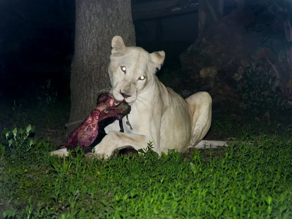 Leonessa bianca (Panthera leo krugeri) di notte — Foto Stock