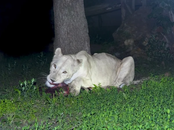 Leonessa bianca (Panthera leo krugeri) di notte — Foto Stock