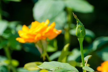 Yazın bir bahçede gül çiçeği