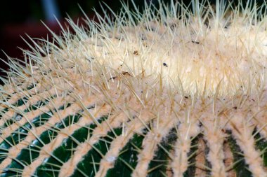 Altın fıçı kaktüsü, bilimsel adı Echinocactus grusonii