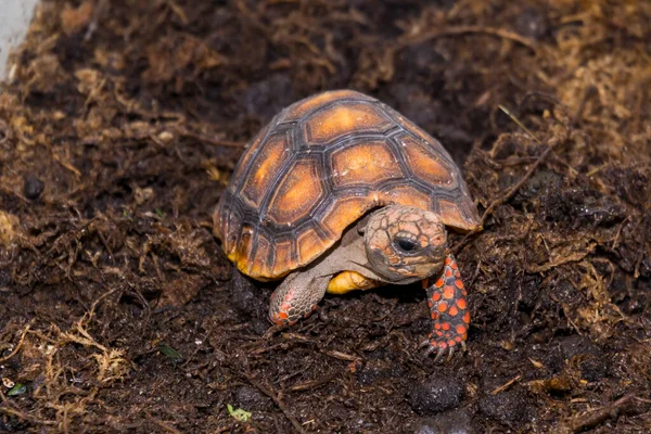 Tortue Pieds Rouges Son Nom Scientifique Est Chelonoidis Carbonarius — Photo