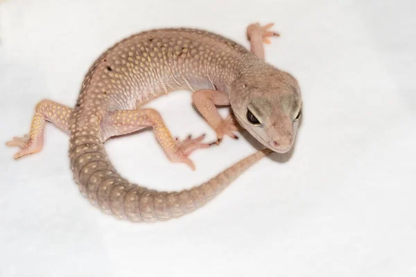 Blizzard Léopard Gecko Son Nom Scientifique Est Eublepharis Macularius — Photo