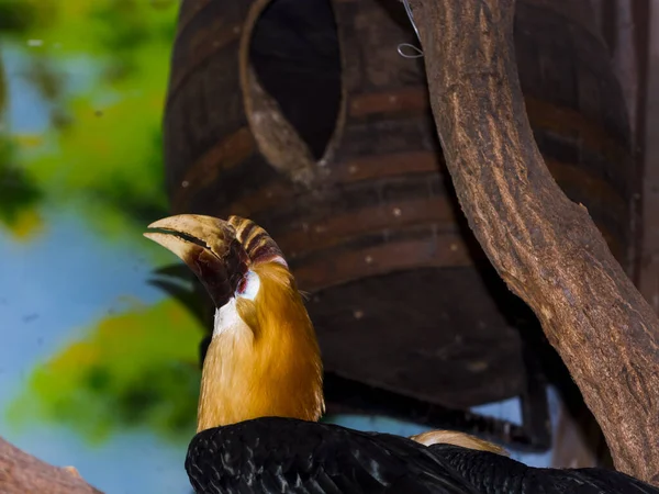 Blituri Masculine Sau Hornbill Papuan Numele Său Științific Este Rhyticeros — Fotografie, imagine de stoc