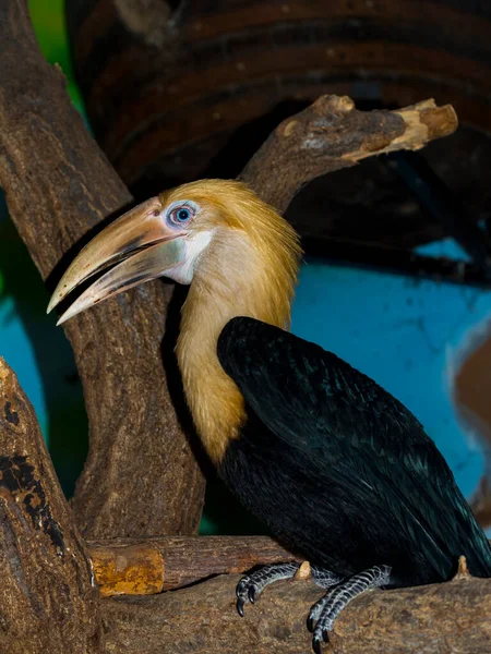 Young Blyths Papuan Hornbill Its Scientific Name Rhyticeros Plicatus — Stock Photo, Image