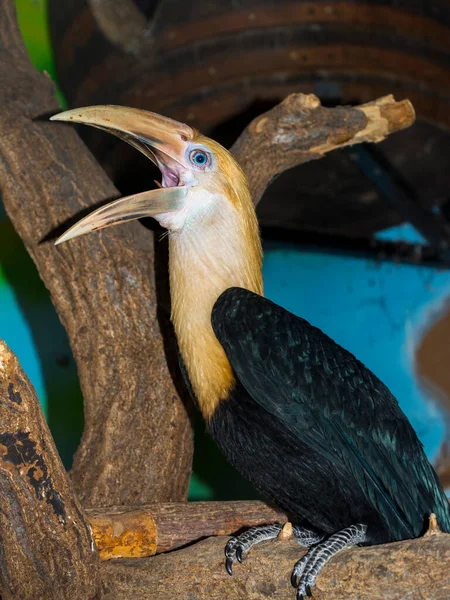 Young Blyths Papuan Hornbill Its Scientific Name Rhyticeros Plicatus — Stock Photo, Image