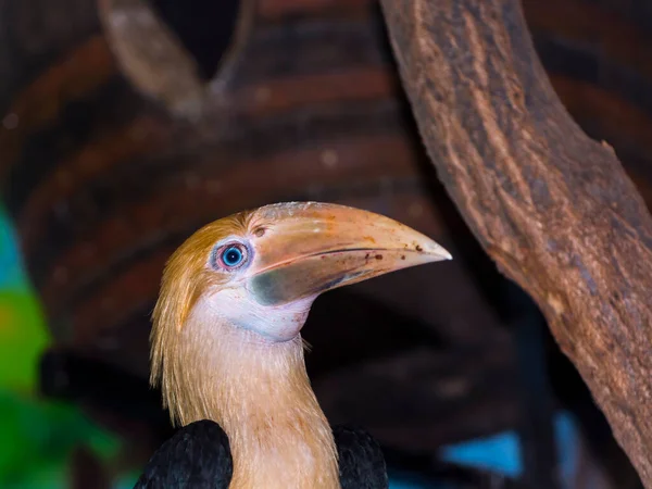 Young Papuan hornbill on a tree branch — Stock Photo, Image