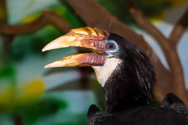 Žena Papuan Hornbill na větvi stromu — Stock fotografie