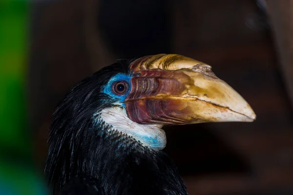 Female Papuan hornbill on a tree branch — Stock Photo, Image