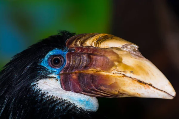 Žena Papuan Hornbill na větvi stromu — Stock fotografie