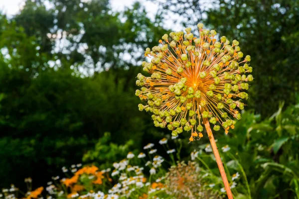 Showy Persian Cebula Jego Naukowe Nazwisko Allium Rosenbachianum — Zdjęcie stockowe