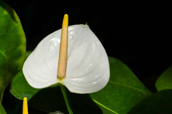 White Flamingo Flower Its Scienrtific Name Anthurium — Stock Photo, Image