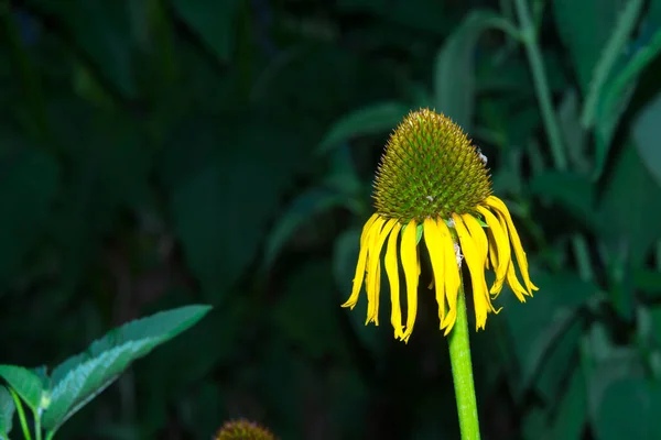 Gelber Sonnenhut Wissenschaftlicher Name Echinacea Paradoxa — Stockfoto