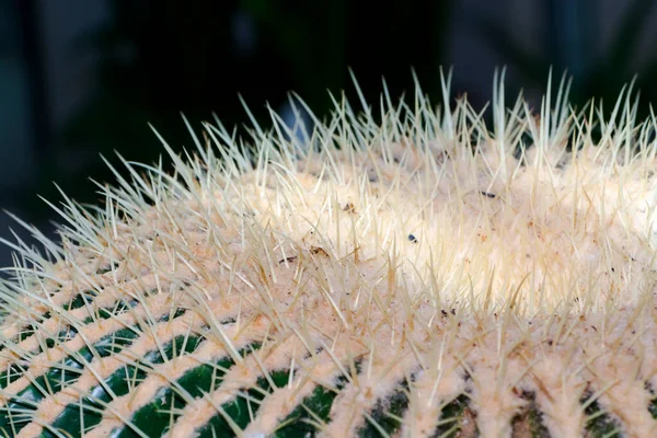 선인장 과학적 이름은 Echinocactus Grusonii — 스톡 사진