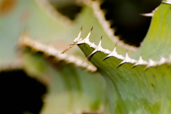 Candélabre Transvaal Son Nom Scientifique Est Euphorbia Cooperi — Photo