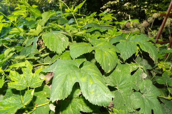 Folhas Lúpulo Comum Cujo Nome Científico Humulus Lupulus — Fotografia de Stock