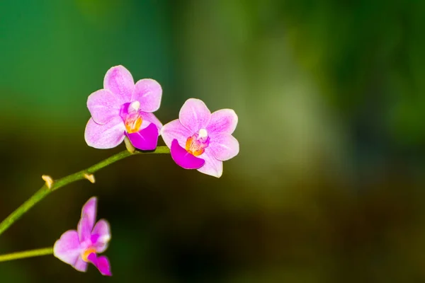 Orquídea Vietnamita Seu Nome Científico Paphiopedilum Delenatii — Fotografia de Stock