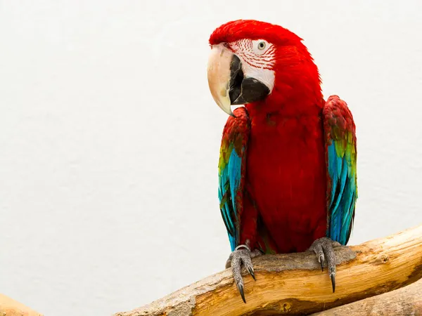 South American red-and-green macaw with white background — Stock Photo, Image