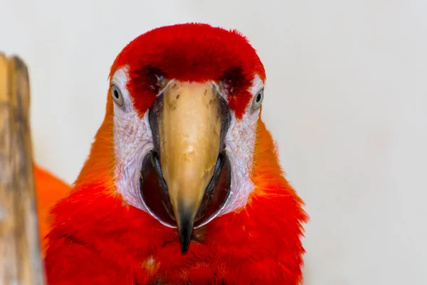 American scarlet macaw with white background — Stock Photo, Image