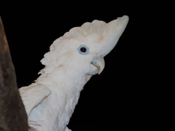 Pappagallo cockatoo bianco delle Salomone con sfondo scuro — Foto Stock